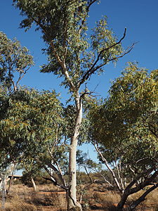 Eucalyptus camaldulensis ssp. arida plant Denzel Murfet Tarcoonyinna Creek